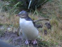 Albums/20060200-New Zealand 2006/20060314-Dunedin/64